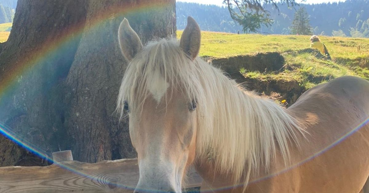 Regenbogen