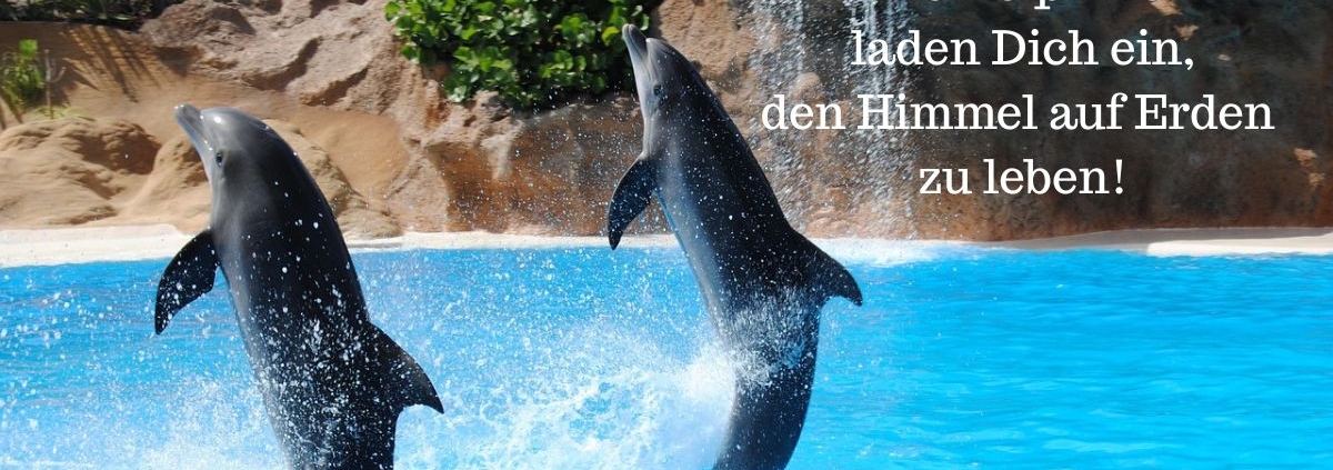 Der Delphin ruft Dich
