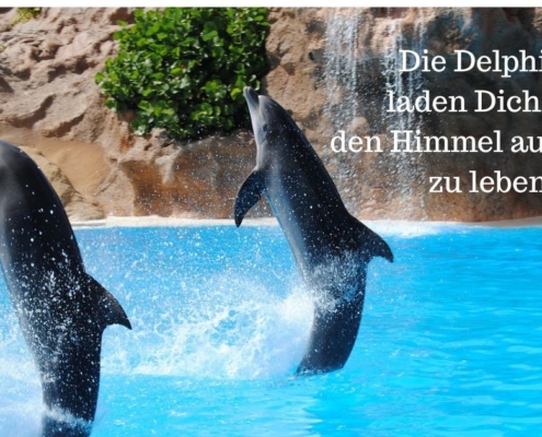Der Delphin ruft Dich