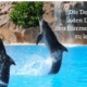 Der Delphin ruft Dich