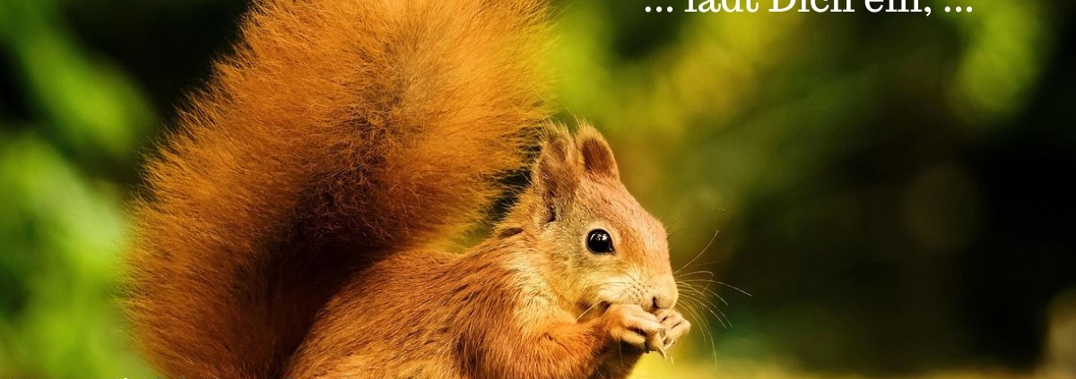 März - Das Eichhörnchen und Du