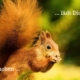März - Das Eichhörnchen und Du