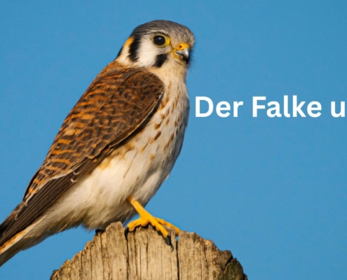 Juli - Der Falke und Du