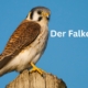Juli - Der Falke und Du