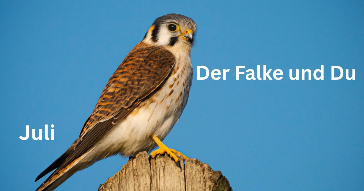 Juli - Der Falke und Du